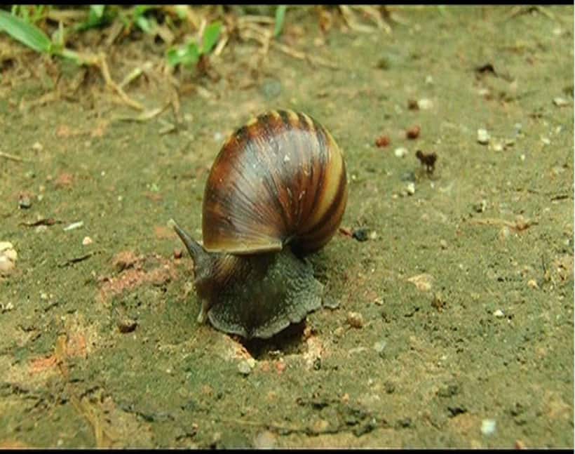 To eat or not to eat: Giant African Snail prompts slimy debate in Kerala