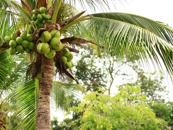 What are the benefits of humus coconut nursery? What are the rules?