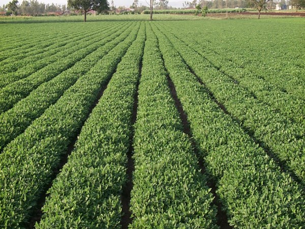 Here are the simple ways to meet the fertilizer requirements of groundnut ...