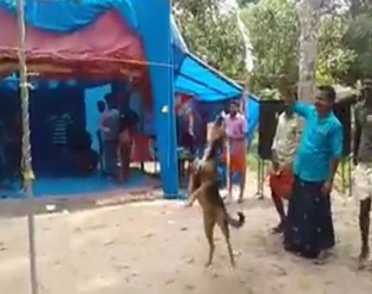 dog on Onam game