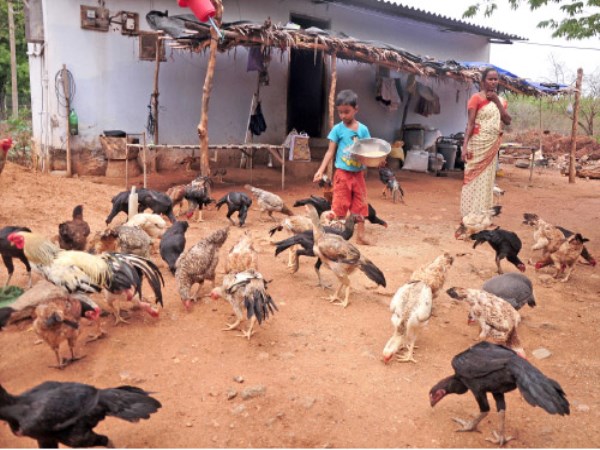 This is the reason why many people choose poultry farming ...