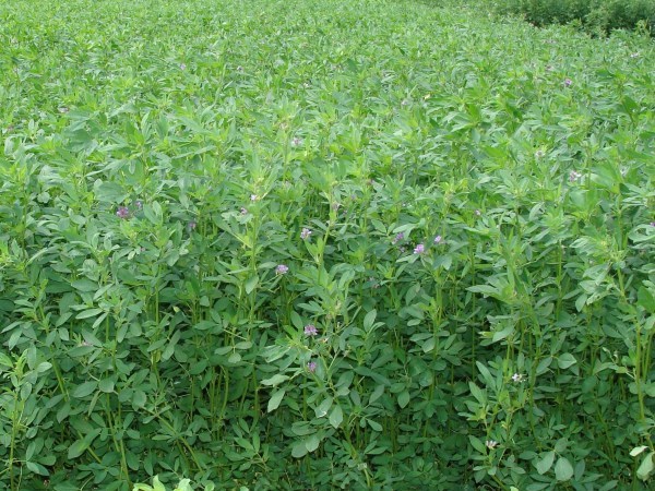 Here are some spinach crops used as feed for goats ...