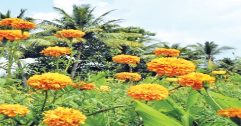 How tio make Marigold flower pesticide and it benefits