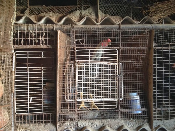 Types of cages vary according to chickens There are so many varieties ......