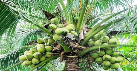 Solution for spoiling coconut tree by insects