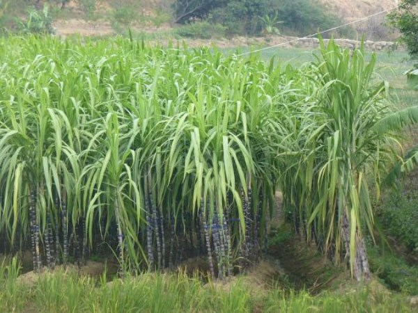 What is the use of compost fertilizer in sugar cane? Read this ...