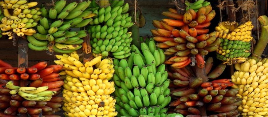 irukkunu know-how-many-varieties-of-banana