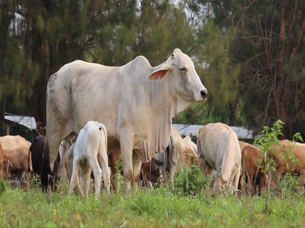 Calf and cow cows are treated like this ...