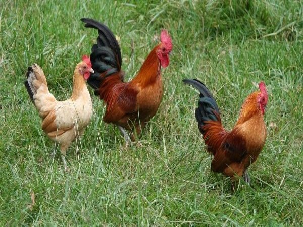 Mixed Feeding and Herbal Medicine for Country Chickens - A Parsing ..