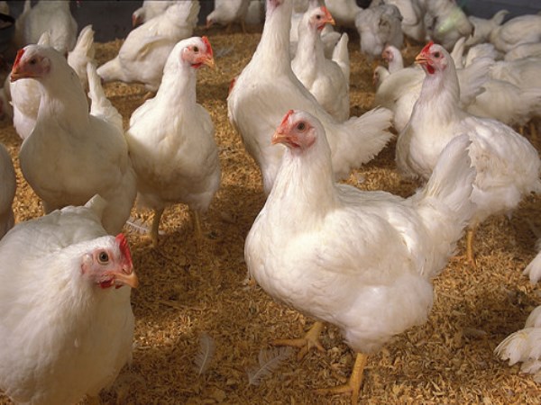 Here are the methods of management for developing chickens ......