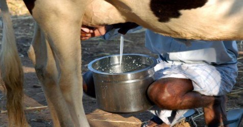 How to care for cows to get clean cow