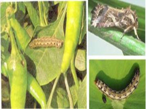 These two insect pests that cause chilli can cause serious damage ... in ways to prevent ...