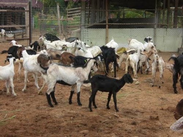 Diseases beat goats and remedies