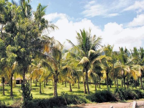 turmeric in coconut tree