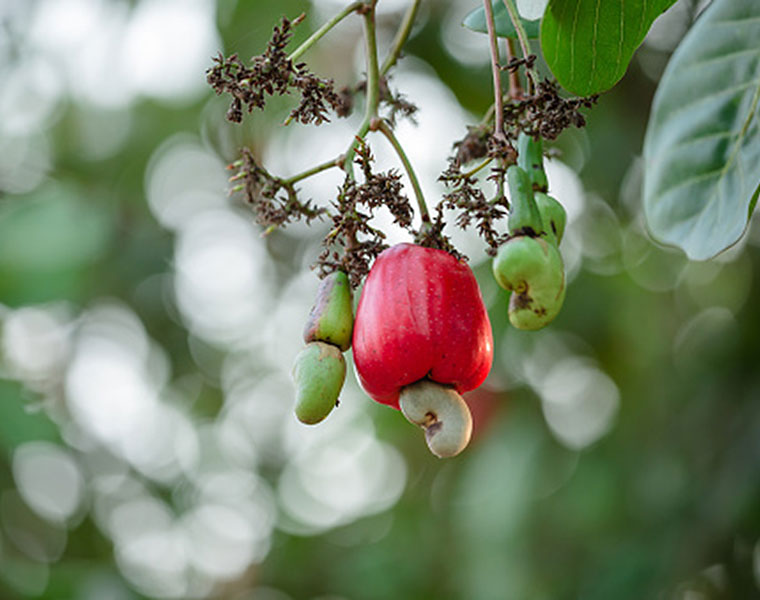 National cashew day uses of godambi which helps to increase mens fertility bni