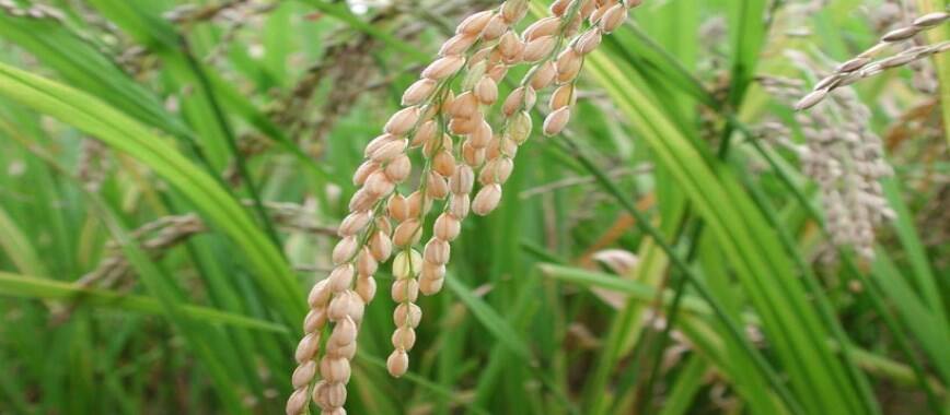 kuruvai two-varieties-suitable-for-cultivation-best-of