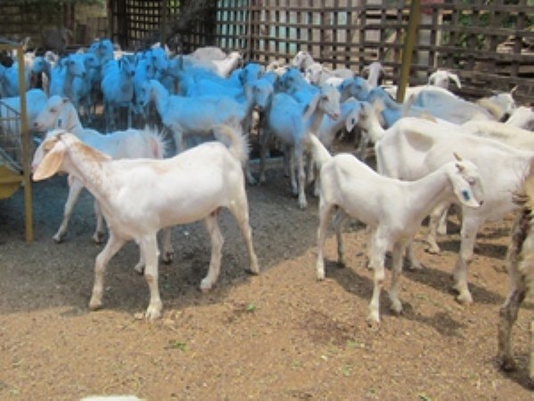 What kind of a feed is required for goats? Read this to know...