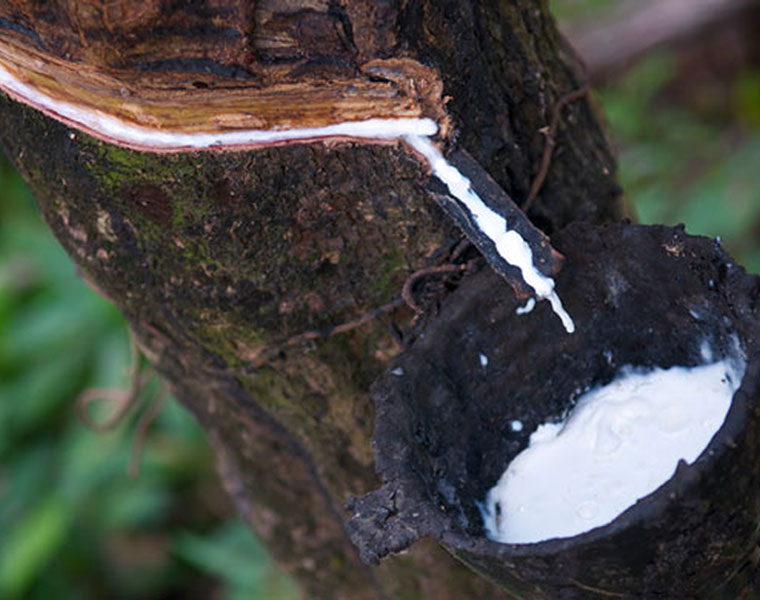 Rise in crude price affects natural rubber price positively