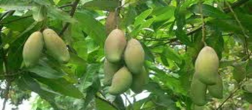 the way-to-get-rid-of-the-pieces-to-the-mango-tree-paya