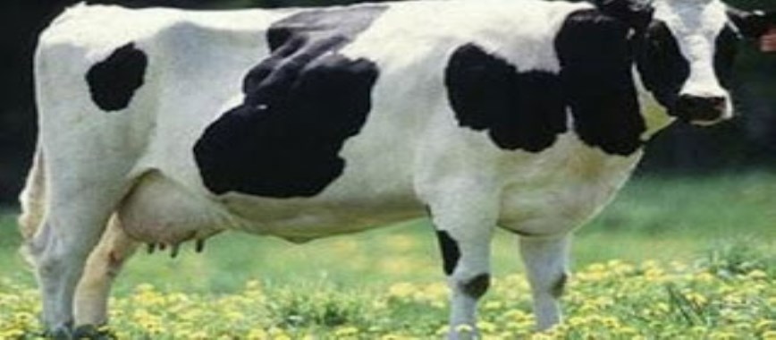 dairy cows-due-to-the-placenta-and-mechanisms-for-stays