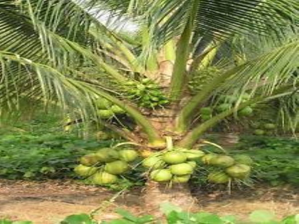 Coconut is also attacked by these two insects ... it can be easily prevented ...