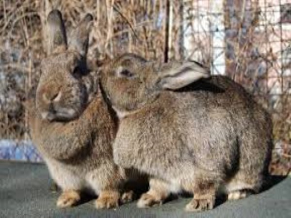 How to choose male and female rabbits for breeding