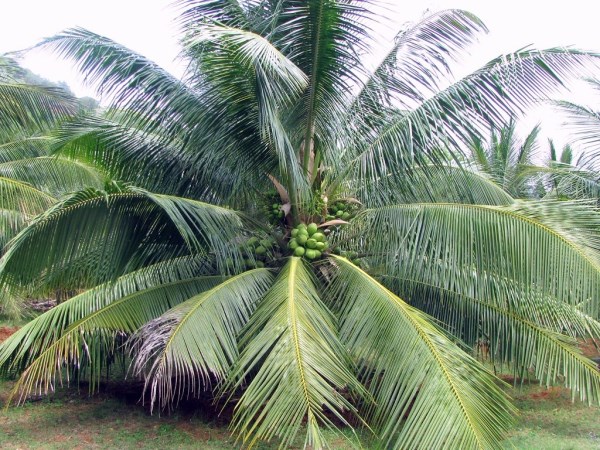 Have you heard about the Ram Ganga coconut tree? Inspiring Information Inside ....