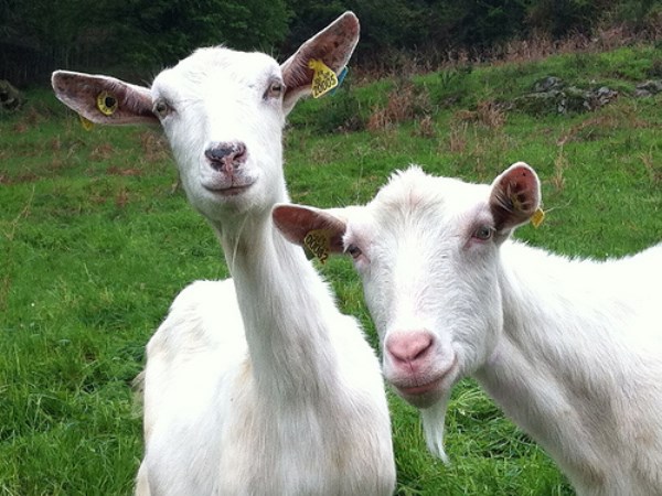 These three things are essential for the goats to grow healthy ...