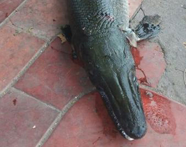 Discovery of predator fish that resembles an alligator concerns experts