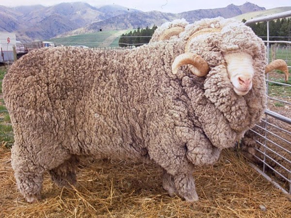 Here some information you do not know about Marino sheep 