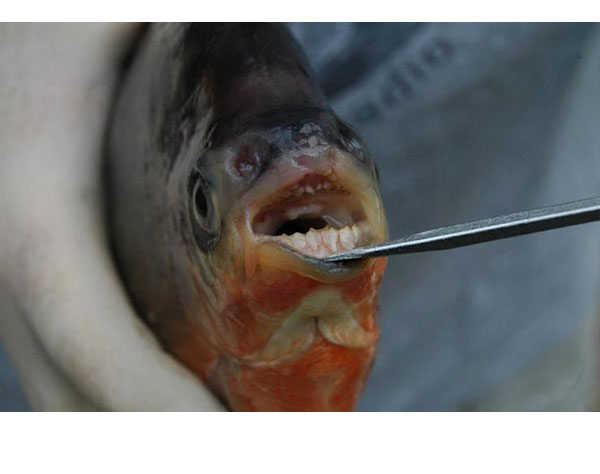 Vegetarian piranhas with human like teeth found in Michigan lakes