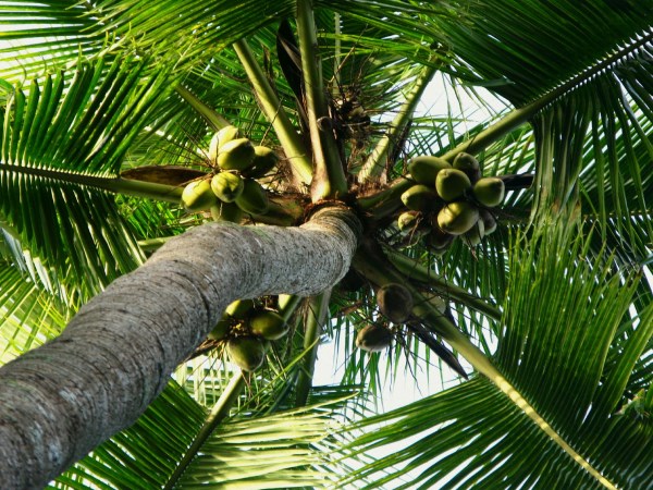 This is the right way to make manure and fertilizer in coconut ...