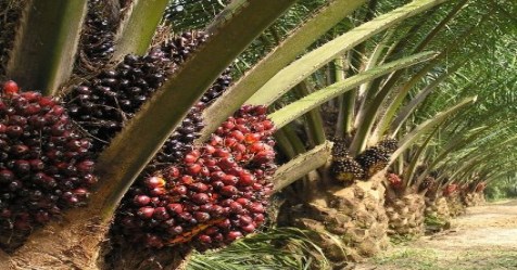 Many palm oil yielding oil palm cultivation