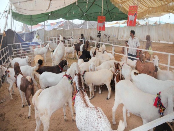 Giving a feeding mixture to goats will get a lot of nutrients ....