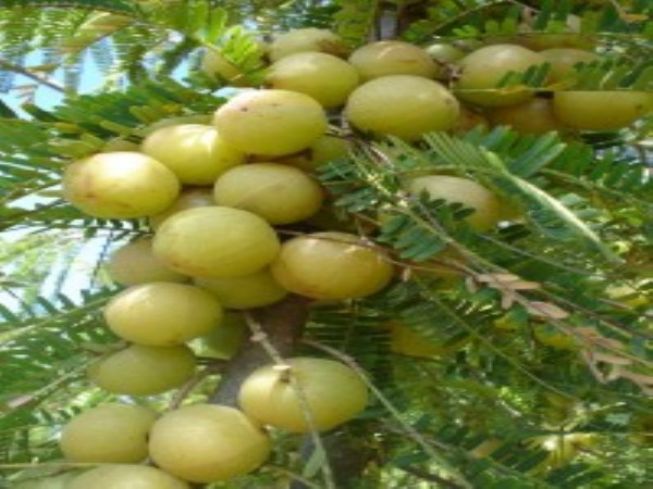 This technology will help you get more yield in nettle and sapota.