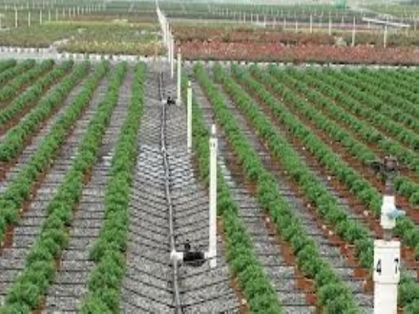 How to do drip irrigation? Please read this