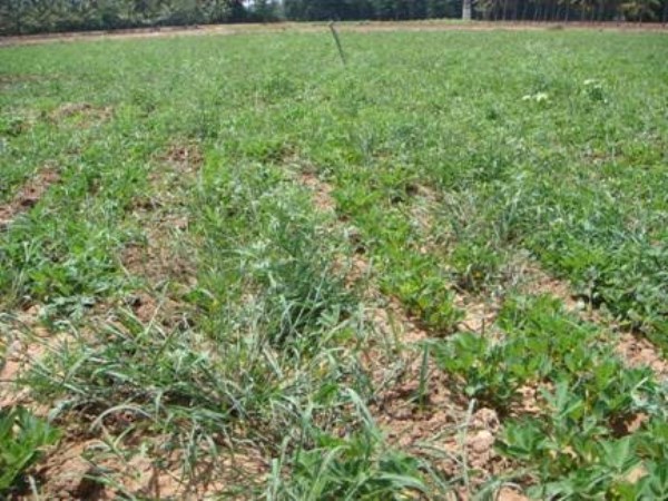 methods for getting high yields in groundnut