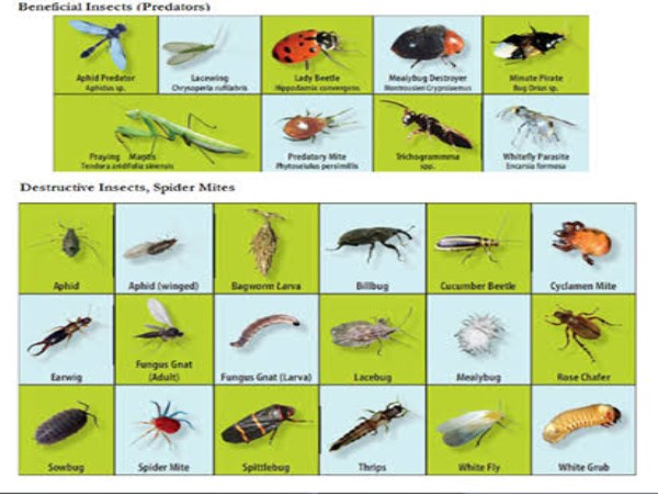 natural insects which is help to farmers