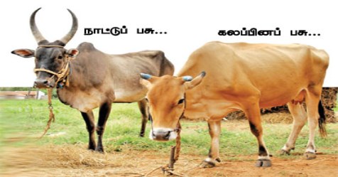 effects of-hybrid-cows-in-india