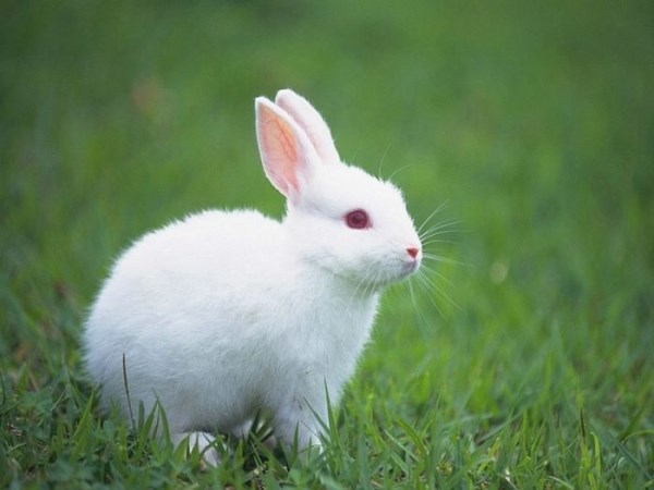 Rabbits attack diseases and treatments