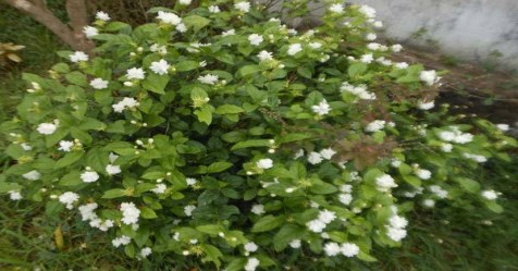 a fertiliser management in Jasmin cultivation