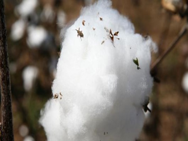 Here are ways to restore cotton plants from walnut ...