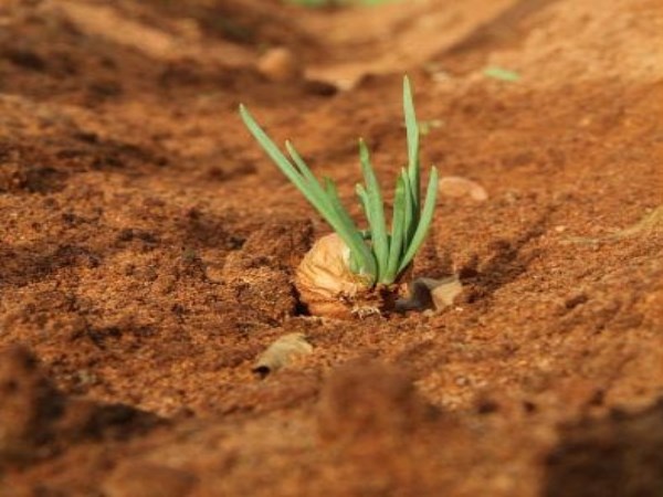 Easy cultivation method of small onion