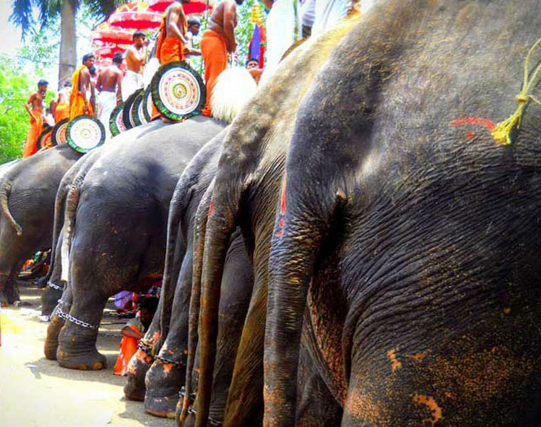 Elephants tortured at Thrissur Pooram PETA Kerala Jumbos chained