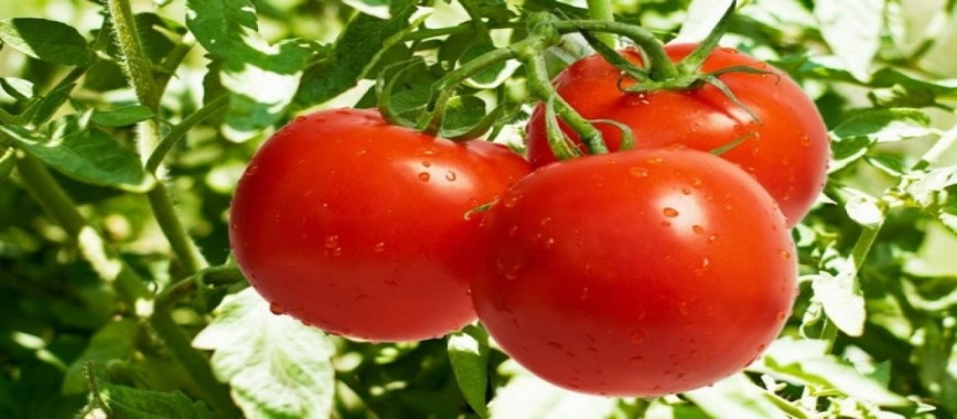 non continental-elegance-grafted-tomato-farmer