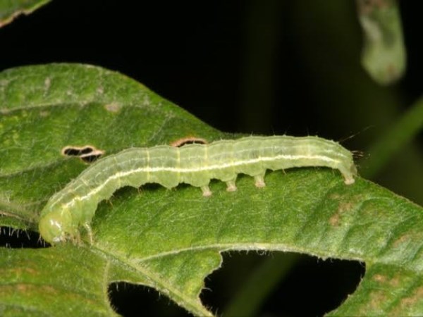 how to protect crops from insects