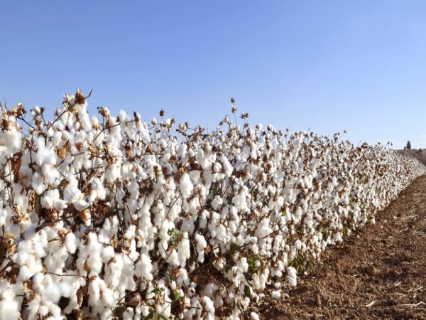 Organic farming techniques to be implemented in cotton agriculture ...