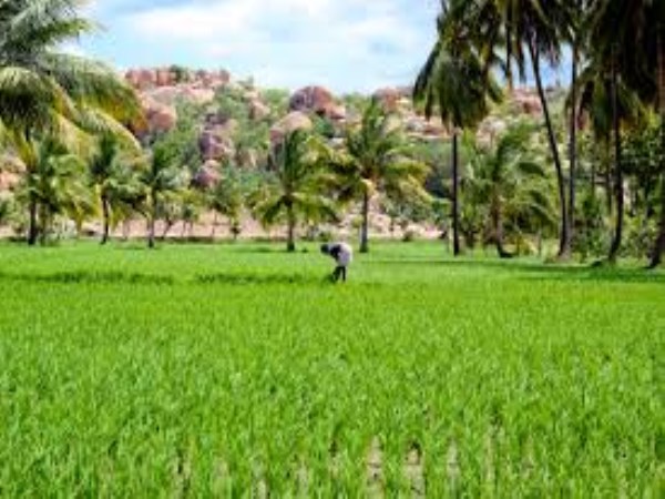 These growth motivators can use high yields in rice.