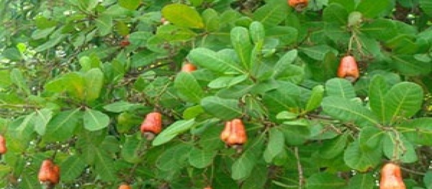 get high-yields-by-40-percent-in-cashew-parade