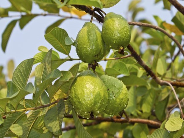 How to prepare the land for guava cultivation? Full info inside ...